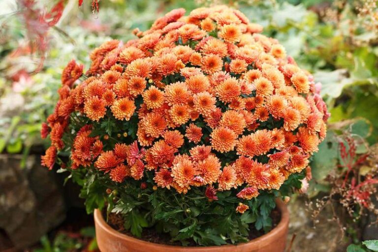 If Your Garden Mums Grow Full And Bushy But Barely Bloom Before Frost, You Missed One Summer Pinch