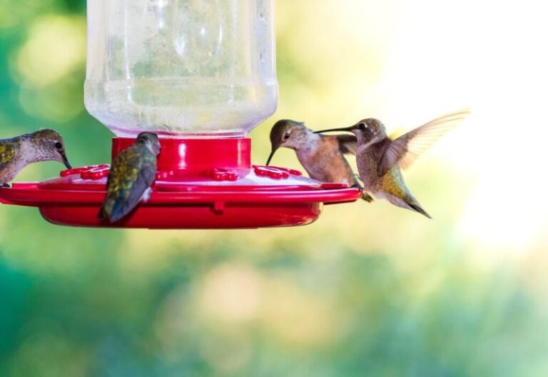 If Hummingbirds Keep Skipping Your Yard, Here Are 12 Nectar Recipes They Love (And 6 You Should Never Offer)