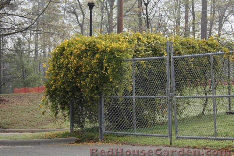 The North Carolina Native Vine You Plant Once That Covers An Ugly Fence For Decades