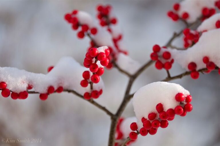 The Native North Carolina Shrub That Feeds Songbirds All Winter While Everything Else Goes Bare
