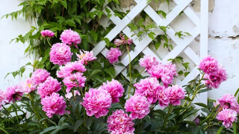 If Your Peonies Just Finished Blooming, Here Are 7 After-Bloom Moves (And The One Step Most People Skip)