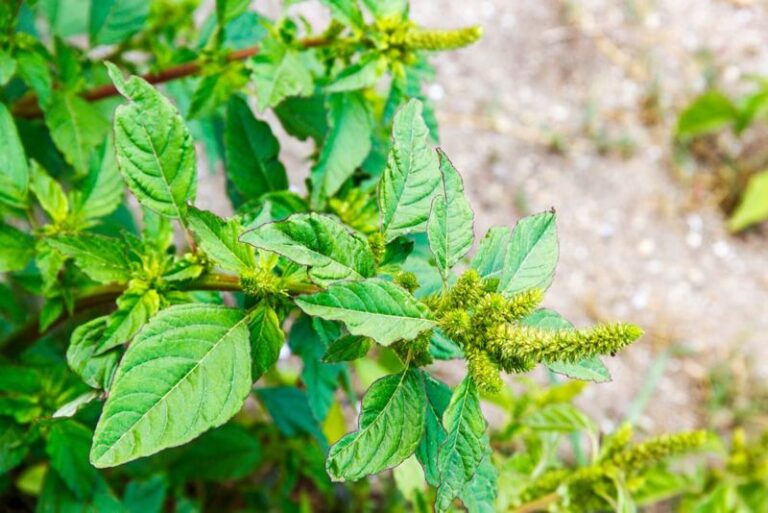 What Redroot Pigweed Roots Can and Can’t Tell You About Your Garden