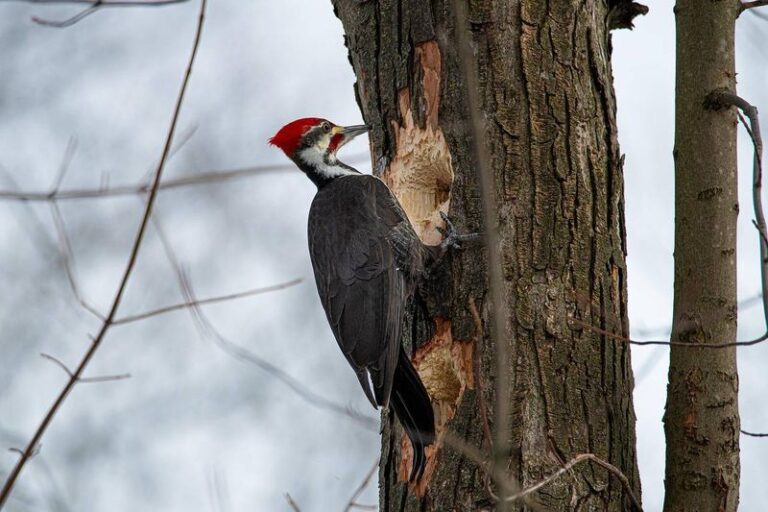 If A Dead Tree In Your Yard Has A Rectangular Hole, Here’s The One Bird That Likely Carved It