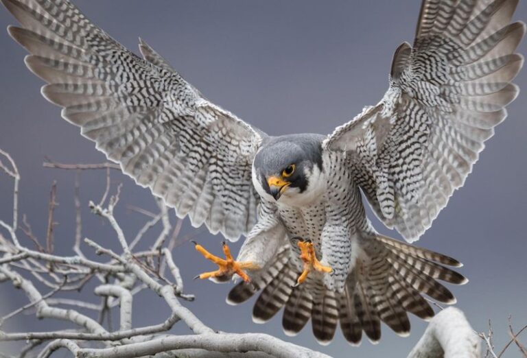 If A Peregrine Falcon Dives Over Your Yard, Here’s What Actually Keeps Its Eyes Sharp – Not A Bone Ridge