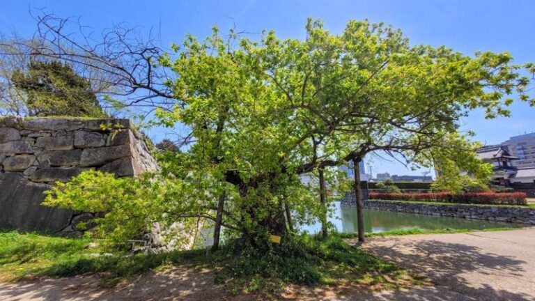 If Six Ginkgos Survived The Hiroshima Blast, Here’s The Ancient Repair Trick Written Into Every Tree’s Roots
