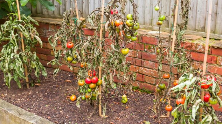 If Your Tomato Plants Keep Wilting In The Afternoon Heat, Here’s Why A Morning Word And A Slow Drink Bring Them Right Back