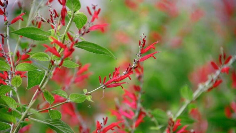 The Most Underrated Herb North Carolina Gardeners Plant This Fall For Color That Feeds Pollinators Too