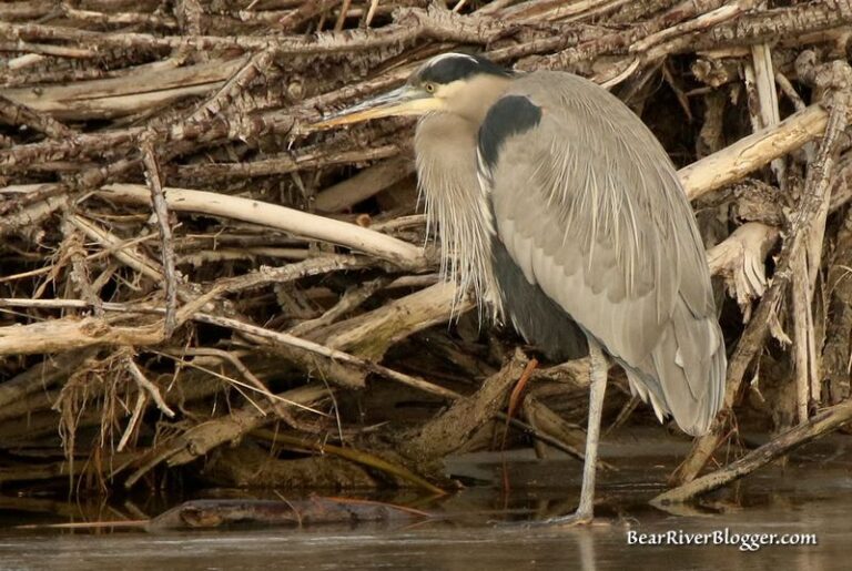 A Great Blue Heron Standing At The Edge Of Your North Carolina Yard Is Reading The Water Below