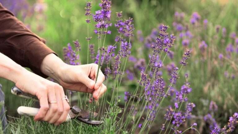 If You Want A Whole Hedge Of Lavender For Free, Here’s How One Snipped Cutting Roots Into A New Plant