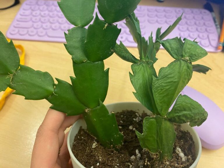 If Your Christmas Cactus Stem Segments Look Soft And Wrinkled, Here’s What It’s Telling You Before Bud Season