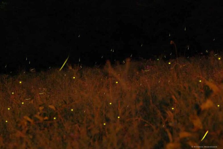 A Ring Of These Native Plants Around Your North Carolina Firepit Keeps Late-Season Fireflies Glowing Nearby