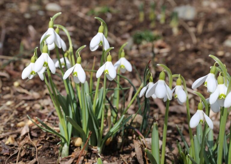 If You Want Color Every Spring Without Replanting, Here Are 13 Bulbs That Multiply Bigger Every Year