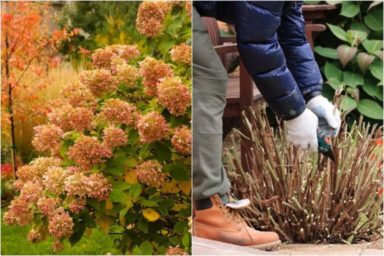 If Your Hydrangeas Sailed Through Summer, Here Are The Fall Habits Quietly Undoing Every Bloom