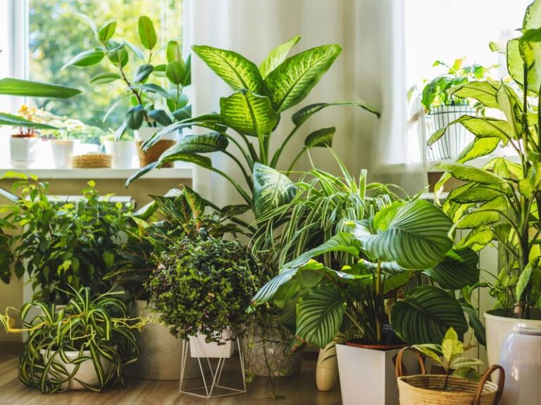 If Your Houseplants Keep Dying No Matter What, Here Are 13 Nearly Unkillable Ones That Forgive Every Mistake