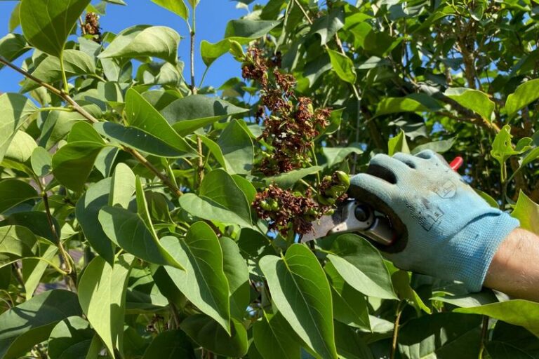The One Lilac Mistake To Avoid This Fall If You Want Flowers Next Spring