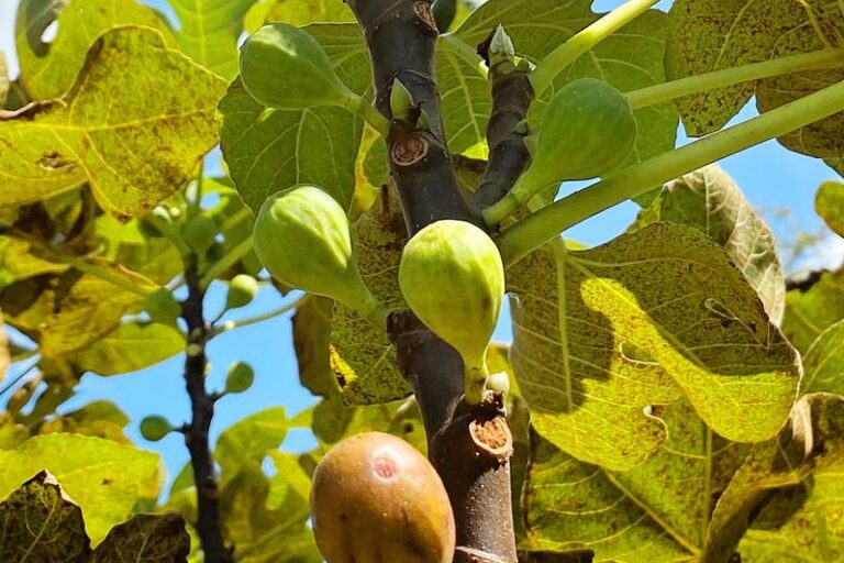 Your Fig Tree May Still Have Time To Ripen More Fruit: Here’s What To Focus On Before Frost