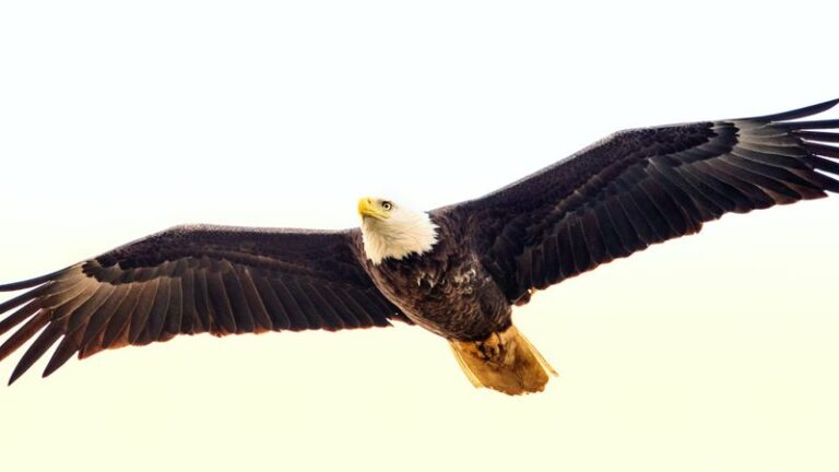 If Bald Eagles Have Returned To Your Skies, Here’s The Poison That Nearly Wiped Them Out (And What Pulled Them Back)