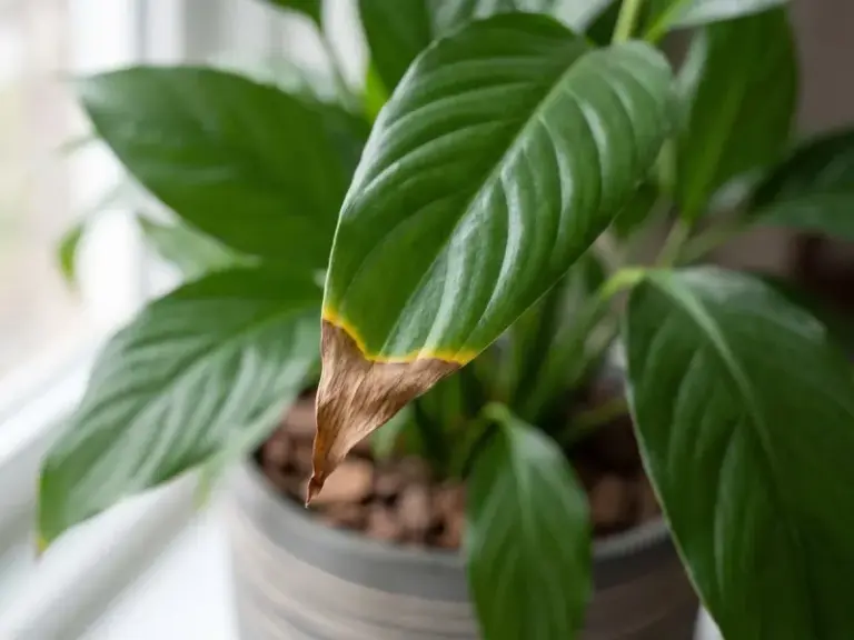 If Your Peace Lily’s Leaf Edges Keep Browning, Softened Water May Be Worth Checking
