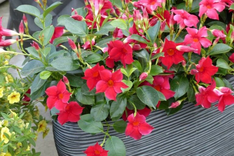 Check Sun, Soil, and Season Before Watering Your Mandevilla
