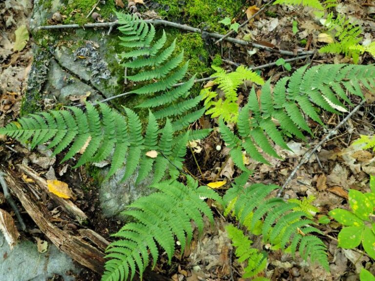 These North Carolina Native Ferns Fill A Bare Shady Slope And Never Need Replanting