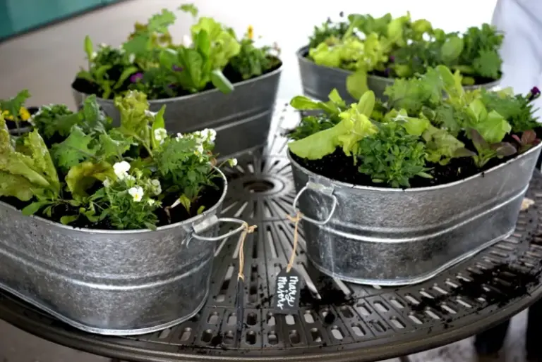 If You Have A Sunny Porch This Fall, Here Are 9 Quick Greens That Beat The First Frost In A Pot