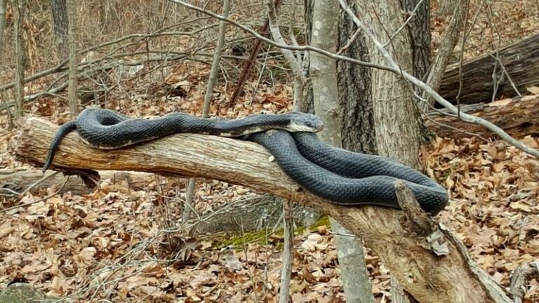 What a Large Dark Snake Near Your North Carolina Chicken Coop or Shed Could Mean