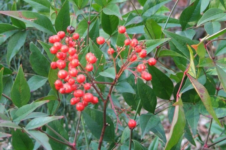 Why Some North Carolina Homeowners Are Replacing Fruiting Nandina Before The Berries Harm Cedar Waxwings