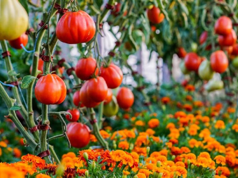 If Your Marigolds Grow Beside Your Tomatoes, Here’s The Silent Chemical They Leave Working In The Soil For Years