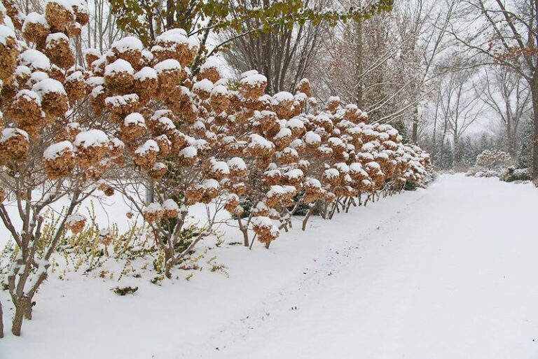 If You Tidy Up Every Perennial This Fall, Here Are 13 You Should Leave Standing Until Spring