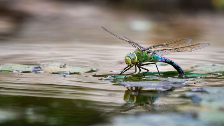 A Sudden Spike In Dragonflies Over Your North Carolina Yard Points To Water Nearby