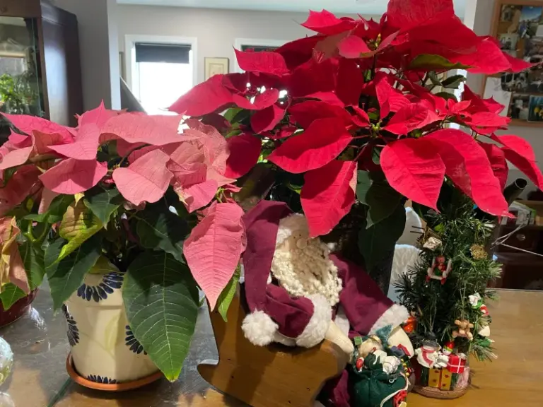If Your Poinsettia Stayed Green All Year, Here Are 13 Fixes That Turn It Red By Christmas