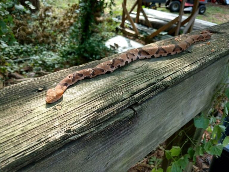 Copperheads Keep Turning Up Along Your North Carolina Wood Pile Because The Yard Below Draws Them In