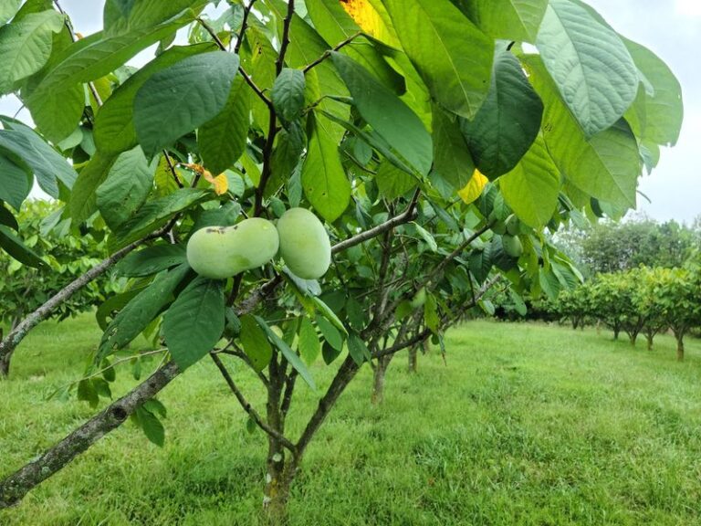 That Native Pawpaw Tree In Your North Carolina Yard Drops Custardy Fruit Nobody Else Is Growing