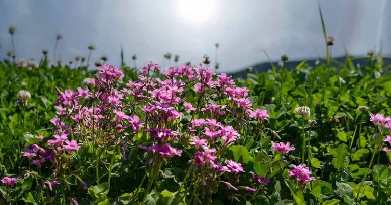 If Your Beds Feel Bare Right Now, Here Are 13 Flowering Oxalis Varieties That Carpet Them In Color
