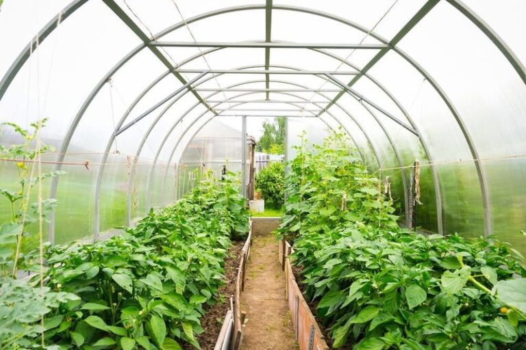 If You Only Grow In Summer, Here Are 12 Crops A Backyard Greenhouse Keeps Going Through Every Season