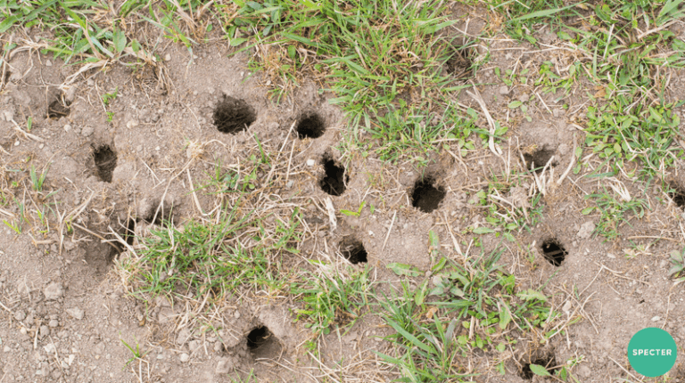 Skunks Aren’t The Only Ones Digging Cone Holes In North Carolina Lawns This Fall