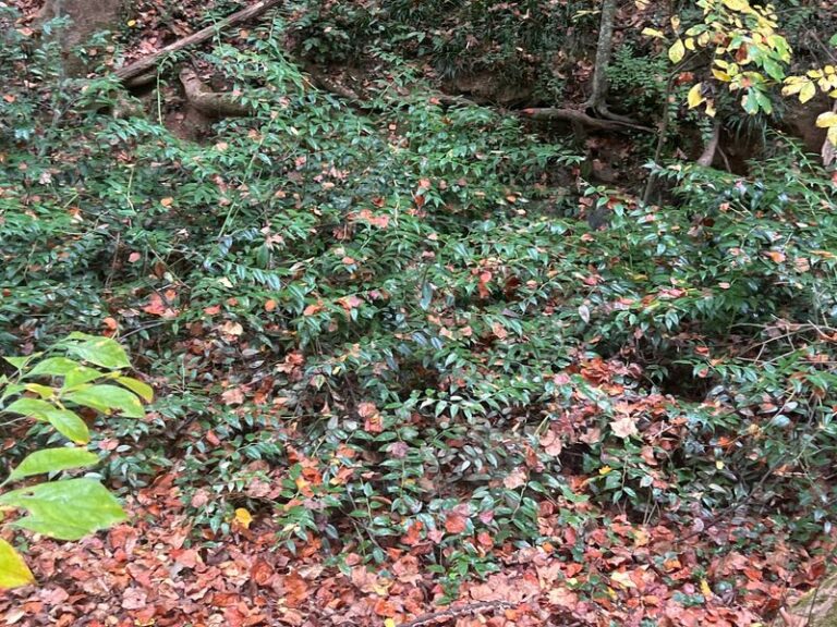A Native Shrub Screening Your North Carolina Wood Line Turns Deep Shade Into Its Best Spot