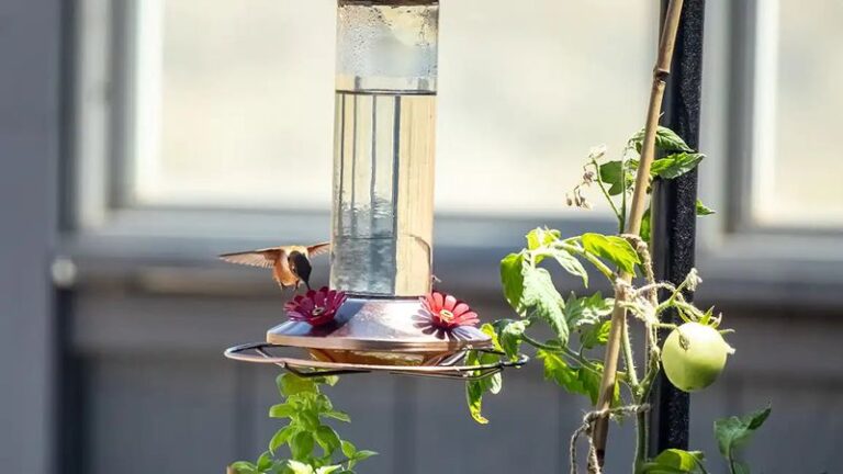 9 Places North Carolina Gardeners Should Never Hang A Hummingbird Feeder If They Want Birds All Summer