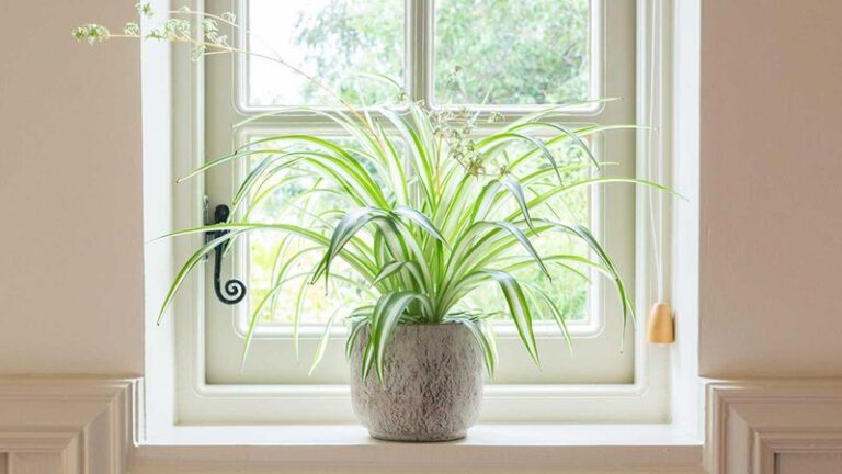 If Your Spider Plant Sits By A Dusty Window, Here’s The Two-Job Air Cleanup It Runs Without A Filter