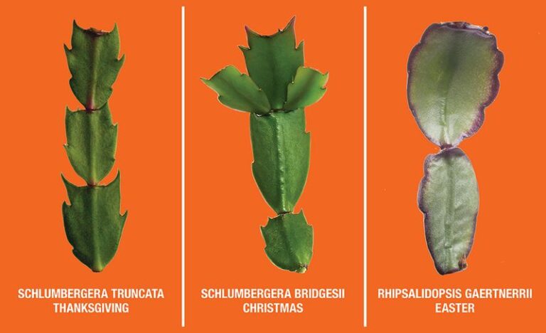 If Your Christmas Cactus Leaves Turn Yellow This Fall, Here Are 11 Reasons And The Fix Each One Needs