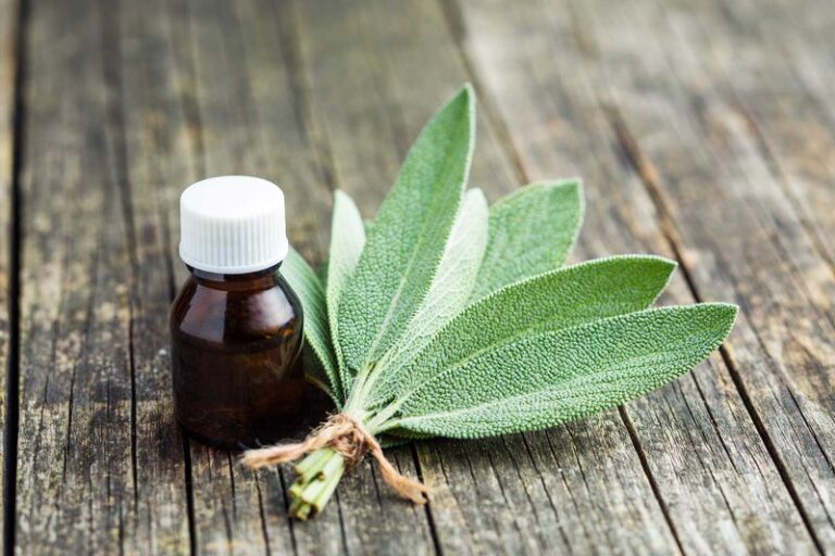 Crushing Sage Releases More Aroma, But Here Is What the Mosquito Research Actually Shows