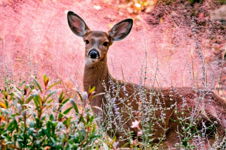 Deer Keep Skirting The Edge Of Your North Carolina Yard Because These Native Plants May Make It Less Appealing