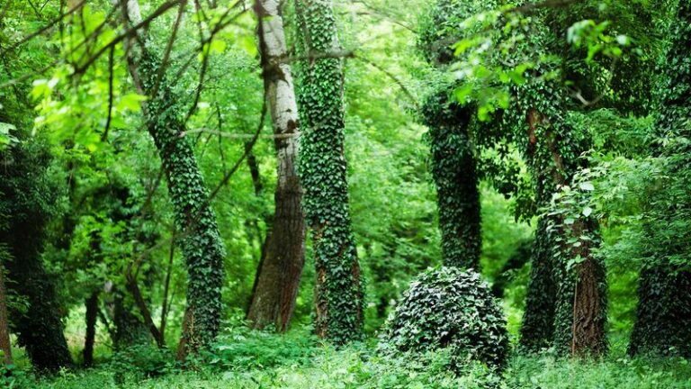 Fall Is When North Carolina Homeowners Should Rip Out These Invasive Plants Before They Spread Further