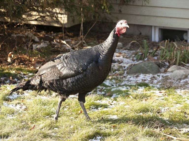 Wild Turkeys In Your North Carolina Yard: What Their Visits Reveal About Your Local Food-And-Cover Mosaic