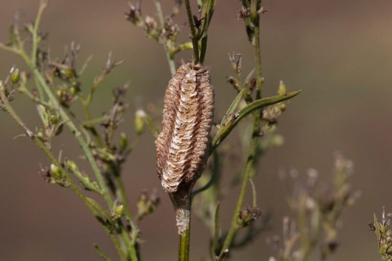 Praying Mantis Egg Cases Turn Up On Your North Carolina Shrubs Because The Yard Fed Them All Season