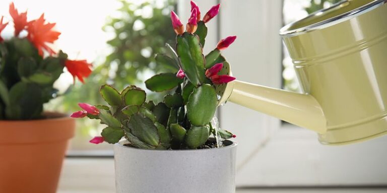 Don’t Wait Until December – 7 Christmas Cactus Steps To Start Now For Holiday Blooms