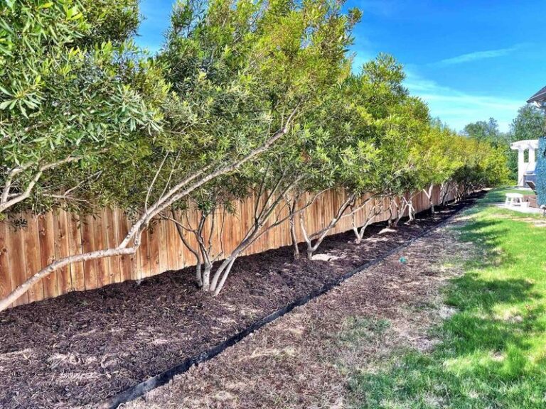 This Native North Carolina Shrub Fills In Fast And Screens A Bare Property Line Within Two Seasons
