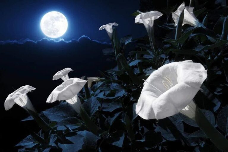 The Moonflower On Your Trellis Opens For Night Visitors And May Keep Time Without Sunlight