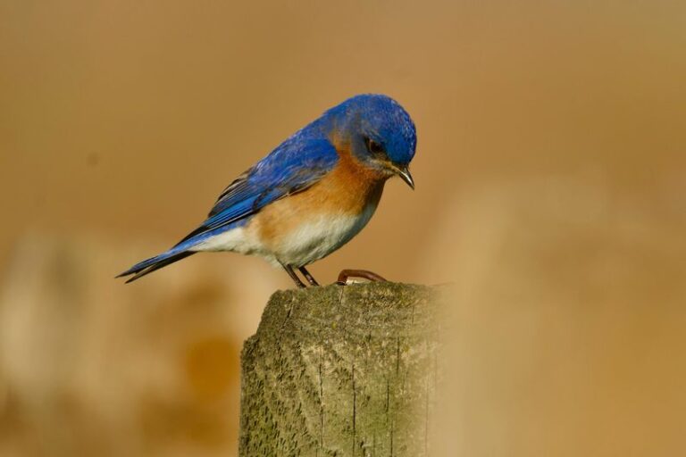 Bluebirds Keep Perching On One North Carolina Fence Post Because The Field Below Feeds Them Insects