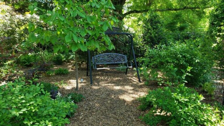 These North Carolina Native Perennials Fill A Dry Shade Slope Better Than Vinca And Never Need Replanting